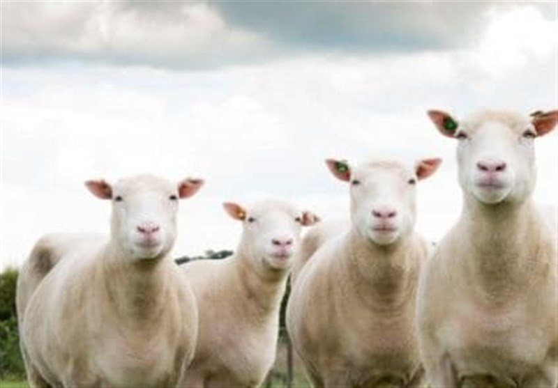 واردات دام زنده آزاد شد+ اسناد