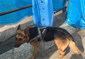 سگ زنده‌یاب پلیس به خاطر شدت حرارت زیر آوار دچار سوختگی شد