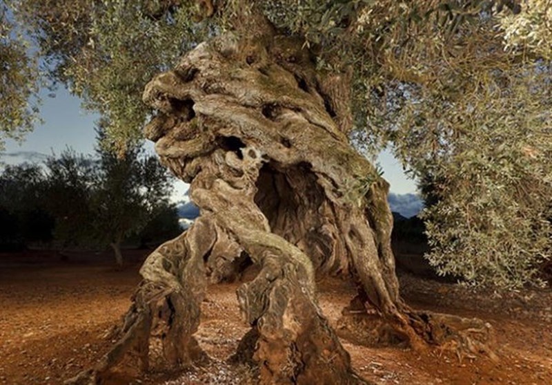 شجرة زیتون إسبانیة عمرها ألف عام.. ما هو سر لذّة زیتها؟
