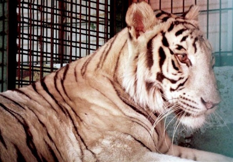 تکذیب خبر مرگ 8 ببر در باغ‌وحش مشهد/ تنها یک ببر تلف شده‌ است