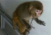 کشف یک قلاده میمون از متخلفان زیست محیطی در پلدختر