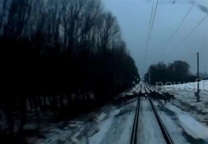 فیلم/عبور پرالتهاب گوزن‌ها از مقابل قطار در حال حرکت