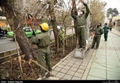 ایلام| انتقادات مردمی از قطع درختان در شهر مهران + عکس