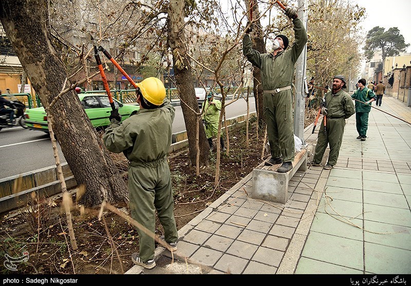 ایلام| انتقادات مردمی از قطع درختان در شهر مهران + عکس