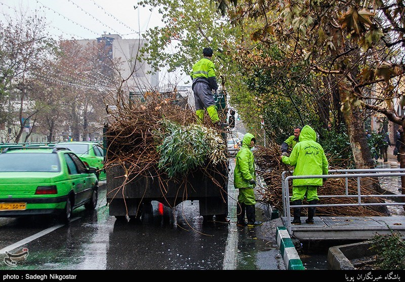 مختاری: هرس درختان تهران توسط 1800 کارشناس خبره انجام می‌شود