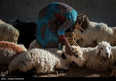 اهالی روستای مرزی تپه کنیز اغلب به دامپروری مشغول هستند مشکل عمده آنان بجز خشک سالی عدم اجازه بی دردسر ورود به خاک افغانستان برای چرای دام هایشان است ، در خاک افغانستان مرتع های خوبی برای چرای دام وجود دارد