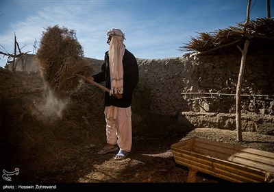 زندگی روزه مره در روستای گله بچه؛ در گذشته 200 خانواده در این روستا زندگی می کردند اما بعد از خشکسالی و خشک شدن رودخانه هیرمند، این عدد به حدود 30 خانواده کاهش پیدا کرد.