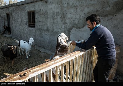 طرح مهاجرت معکوس کمیته امداد امام خمینی (ره) برای جوان لیسانسه؛ کمیته امداد سعی کرده با اجرای طرح‌های اشتغال زایی، نه تنها مانع مهاجرت ساکنان روستاهای محروم سیستان شده، بلکه در تلاش است تا با ارائه تسهیلات اشتغال، باعث بازگشت ساکنان قبلی این روستاها شود.