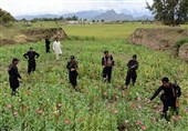 افغانستان؛ منشیات کی کاشت میں اضافہ جبکہ سیکورٹی اہلکاروں کی تعداد میں کمی