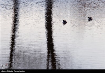 روز جهانی تالاب ها