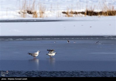 روز جهانی تالاب ها