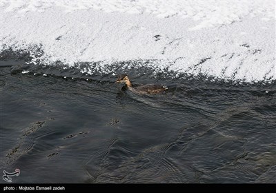 روز جهانی تالاب ها