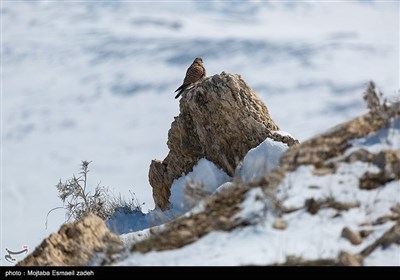 روز جهانی تالاب ها