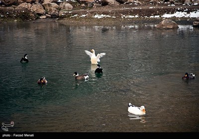 Iran's Beauties in Photos: Hashilan Wetland
