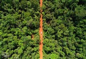عکس / جاده محلی داخل جنگل آمازون