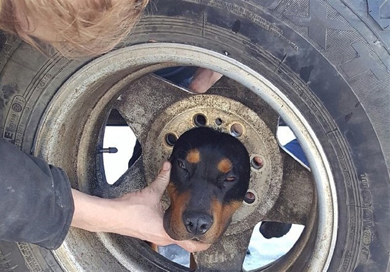 نجات سگ بازیگوش از داخل تایر توسط آتش نشانان + عکس
