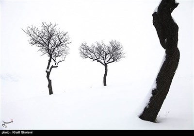 صور رائعة للاشجار وسط الثلوج فی سلسلة جبال &quot;میشو&quot; شرق البلاد