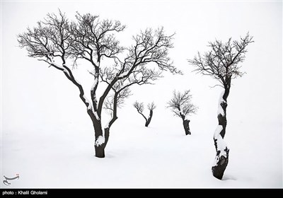 صور رائعة للاشجار وسط الثلوج فی سلسلة جبال &quot;میشو&quot; شرق البلاد