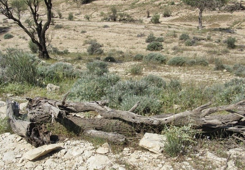 جولان سودجویان در جنگل‌‌های سلسله/ کمبود جنگلبان حیات گونه‌های گیاهی نادر را به خطر انداخت