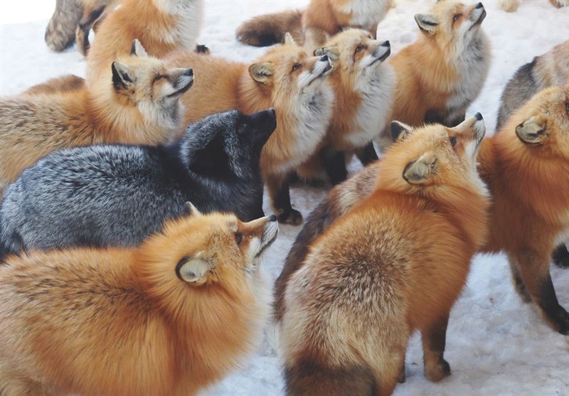 در این دهکده روباه‌ها حکمرانی می‌کنند+فیلم و عکس