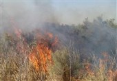 آتش‌سوزی تالاب شهرستان پلدختر مهار شد