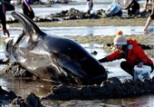 خودکشی دسته‌جمعی بیش از 400 نهنگ+فیلم و عکس