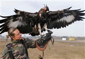 گزارش تصویری/ آموزش «عقاب‌» برای شکار «پهپاد»
