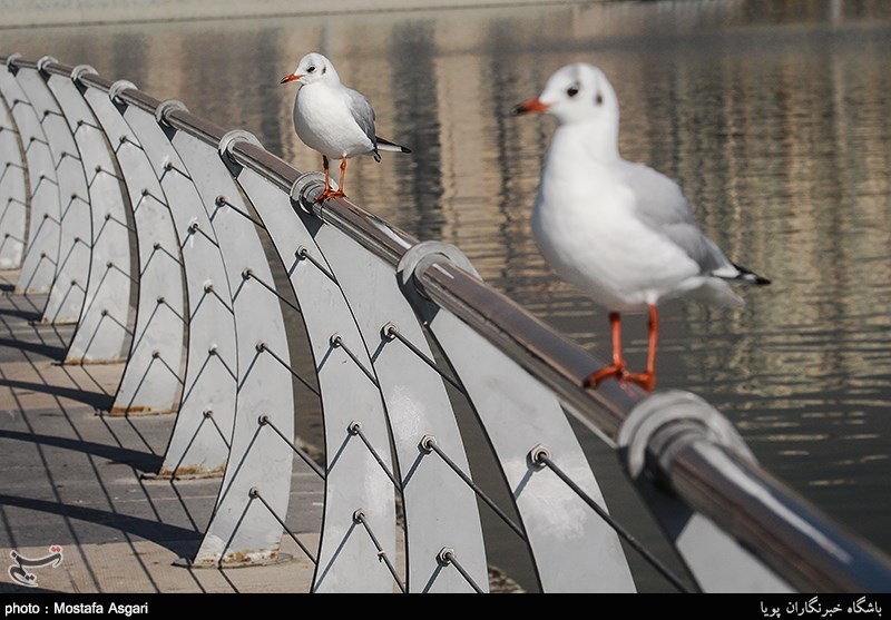 جزئیات آنفلوآنزای H5N8 پرندگان دریاچه چیتگر/تفاوت دو ویروس در ایران