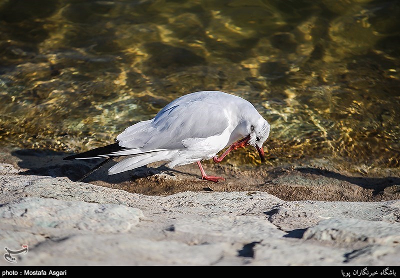 شناسایی آنفلوانزا در لاشه پرندگان مهاجر دریاچه خلیج فارس تهران+تصاویر