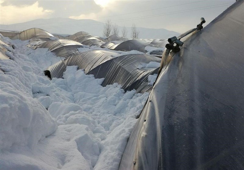 خسارت میلیاردی به گلخانه‏‌داران ملایری به خاطر بارش برف سنگین و قطعی برق‌