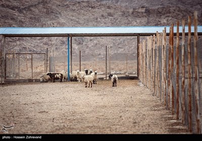 سپاه به هر خانواده محروم تعداد 7 گوسفند بصورت رابگان می دهذ به شرط آنکه سال بعد یک گوسفند به سپاه بدهد
