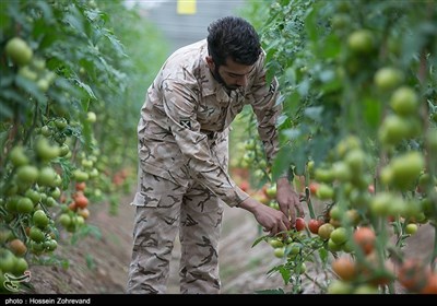 برخی از محصولاتی که به عنوان نمونه در این گلخانه کشت می شوند گوجه، خیار، خیار دیابتی، سیر، لوبیا و توت فرنگی است