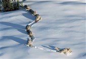 عکس/گله گرگ‌ها در برف