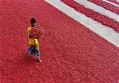 برداشت فلفل قرمز در بنگلادش +تصاویر