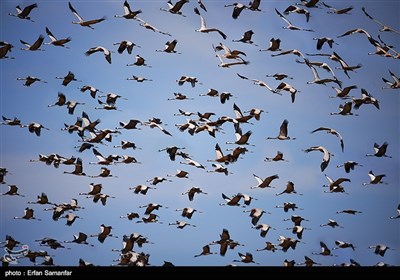 Wetlands South of Iran, A Stopover for Migrating Cranes