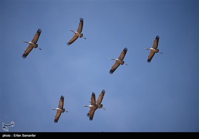 Wetlands South of Iran, A Stopover for Migrating Cranes