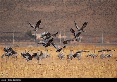 Wetlands South of Iran, A Stopover for Migrating Cranes