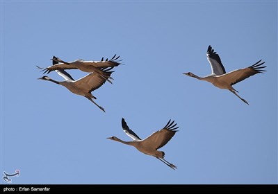 Wetlands South of Iran, A Stopover for Migrating Cranes