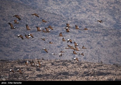 Wetlands South of Iran, A Stopover for Migrating Cranes