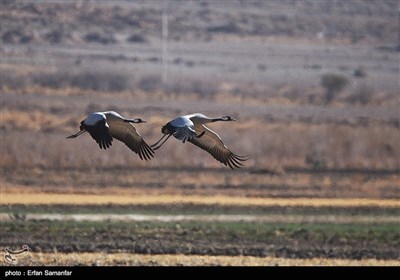 Wetlands South of Iran, A Stopover for Migrating Cranes