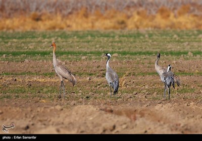 Wetlands South of Iran, A Stopover for Migrating Cranes