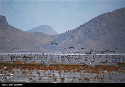 Wetlands South of Iran, A Stopover for Migrating Cranes