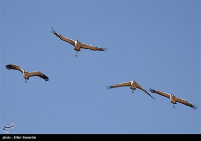 Wetlands South of Iran, A Stopover for Migrating Cranes