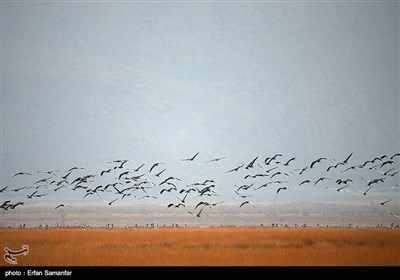 Wetlands South of Iran, A Stopover for Migrating Cranes