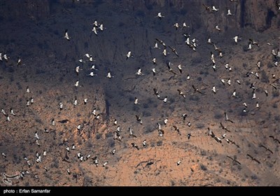 Wetlands South of Iran, A Stopover for Migrating Cranes