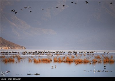 Wetlands South of Iran, A Stopover for Migrating Cranes