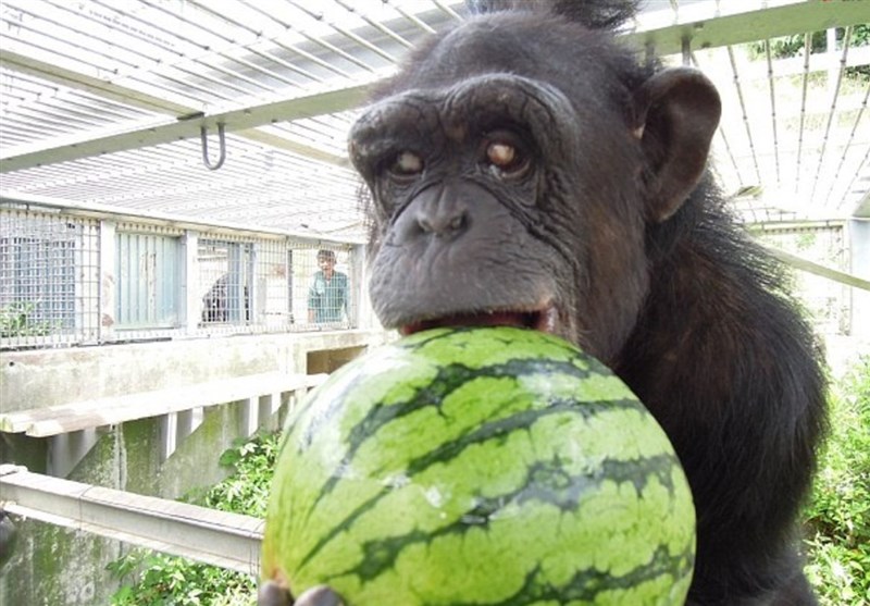 شامپانزه ژاپنی با اختلال کروموزومی عجیب+عکس