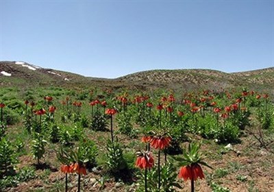 وزیر میراث فرهنگی مراتب ثبت ملی 7 اثر طبیعی را به استاندار لرستان ابلاغ کرد