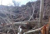 ریزش کوه در استهبان درختان چنار را در هم شکست+عکس