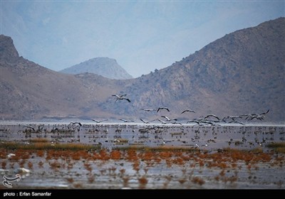 بگلوں کا ایران کے صوبے فارس کی جانب رخ